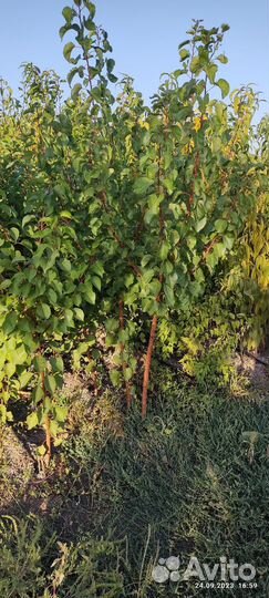 Саженцы плодовых деревьев