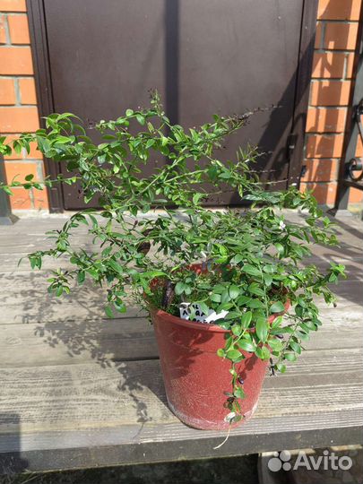 Лимон Ташкентский. россо микроцитрус