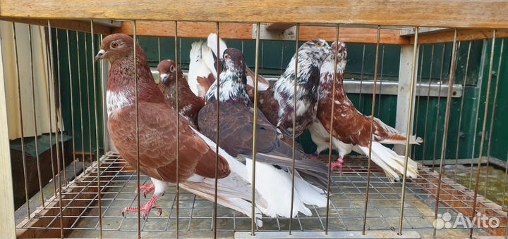 Николаевские голуби, Московские монахи