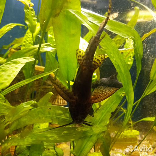 Сом перевертыш