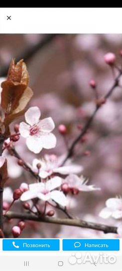 Абрикос сибирский