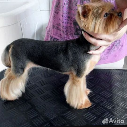 Груминг с выездом на дом. юао