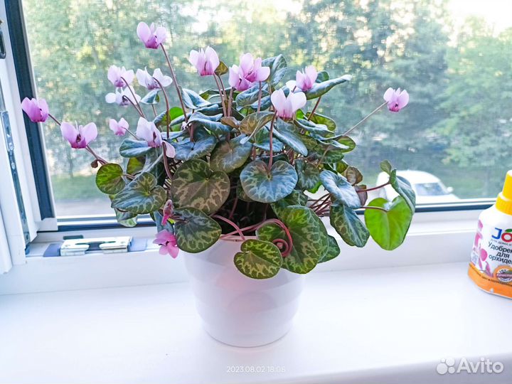 Европейский цикламен альпийская фиалка