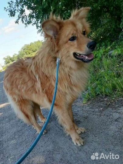 Рыжий красавчик Мэтти ищет дом в добрые руки