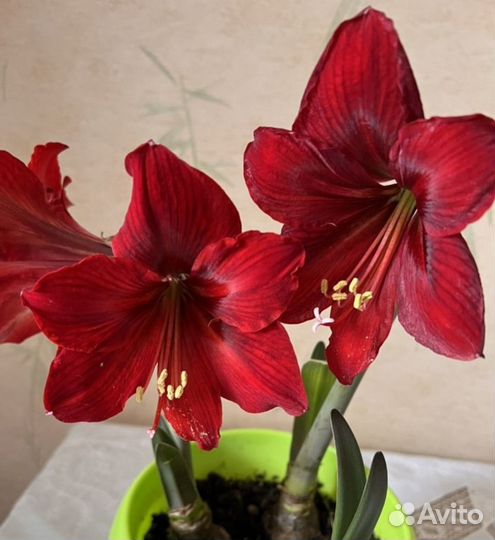 Гиппиаструм