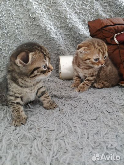 Шотландская вислоухая