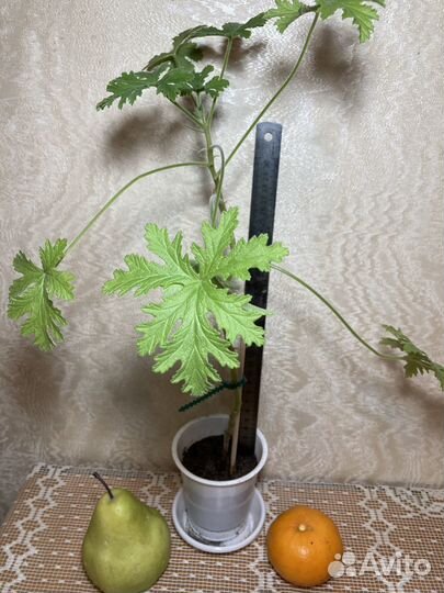 Душистая герань, гиппеаструм