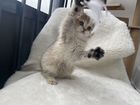 Британская короткошерстная кошка ny 25
