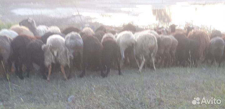 Овцыи бараны