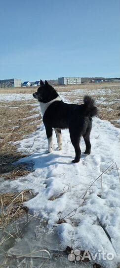 Кобель рел для вязки