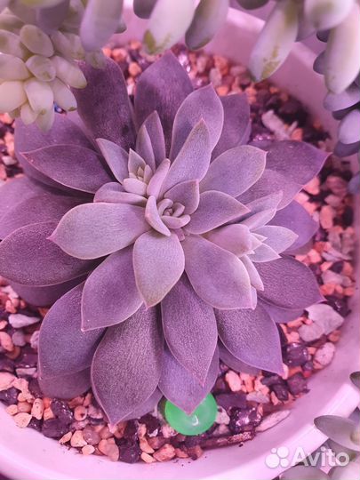 Суккулент. Эхеверия Карниколор