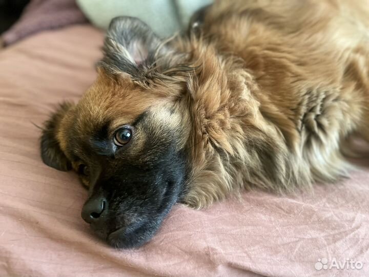 Собака в добрые руки