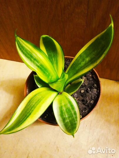 Нолина Бокарнея