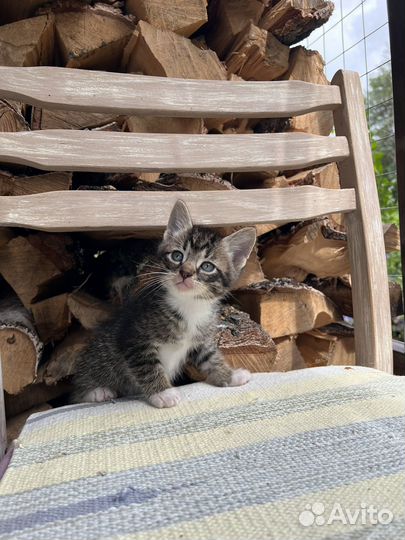 Котята -котики в добрые руки