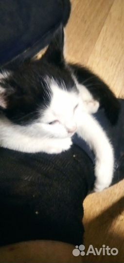 Котята в добрые руки 1,5 месяца