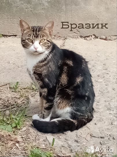 Бразик - мраморный котик