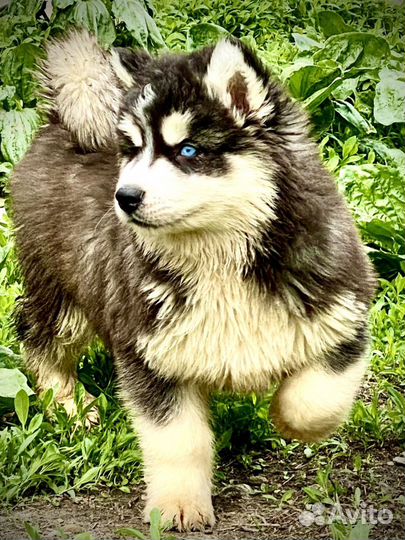 Хаски из сказки