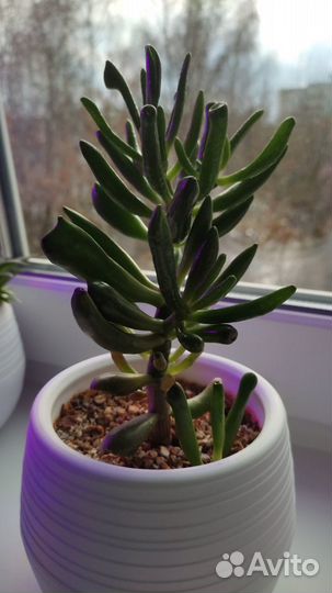 Детки и черенки суккулентов