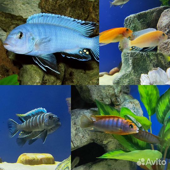 Цихлиды, Еллоу, Хонги, Яло Риф, Кобуе (мальки)