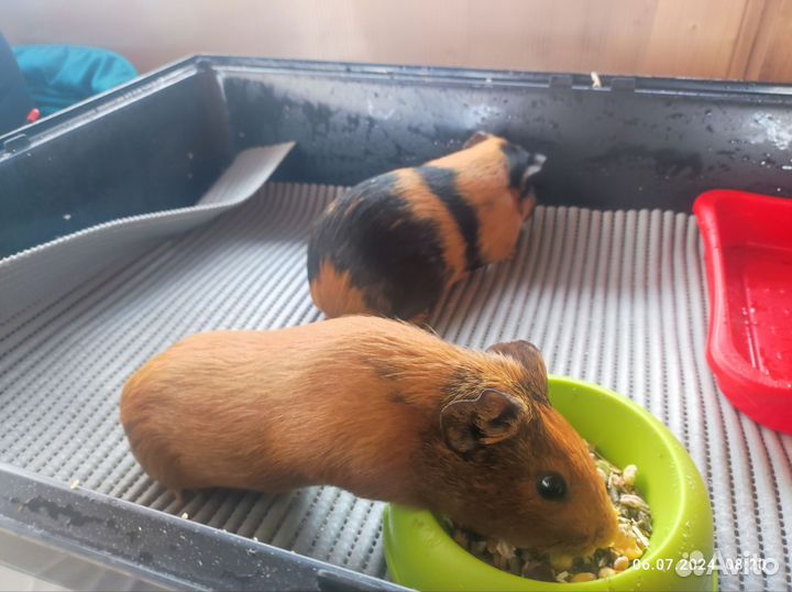 Морская свинка в добрые руки