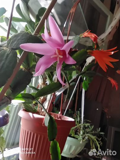 Рипсалидопсис оранжевый и розовый