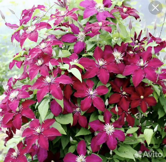 Большие сортовые клематисы