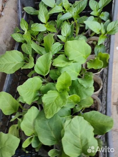 Рассада помидор,перцев,баклажан,капусты,огурцов