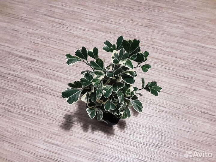 Фикус триангулярис