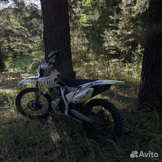 Avantis fx 250 lux