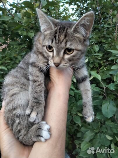 Котенок (девочка) в добрые руки бесплатно