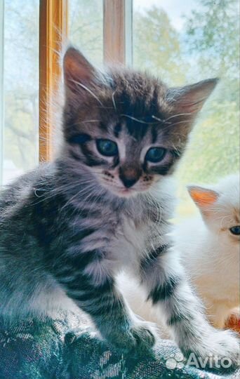 Тайская и лесная кошечки