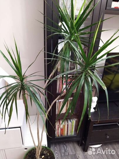 Пальма драцена 140 см
