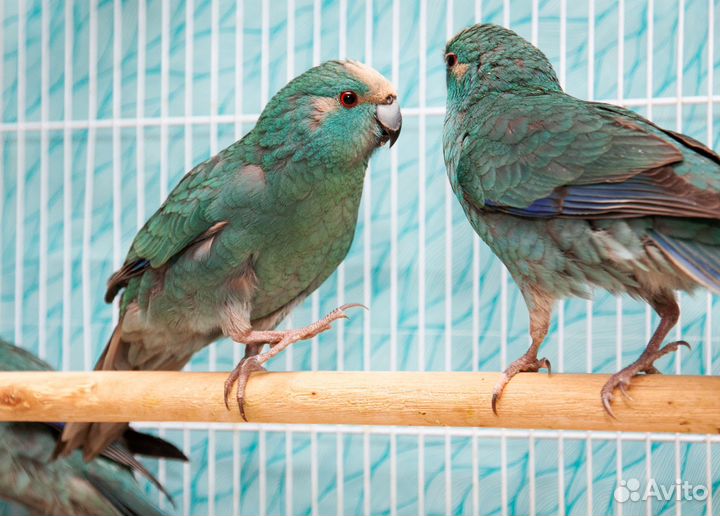 Попугай какарик синий малыши