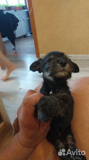 Цвергшнауцер