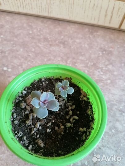 Эхеверия жемчужина нюрнберга