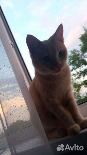 Котик в дар бесплатно