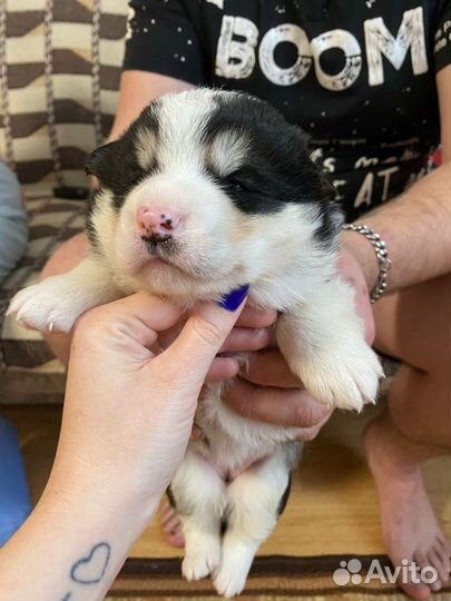 Собаки щенки бесплатно