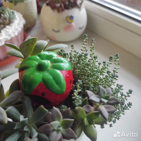 Седум дасифиллюм