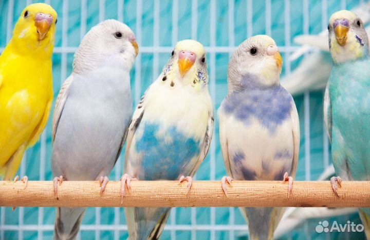 Попугай радужный волнистый птенцы