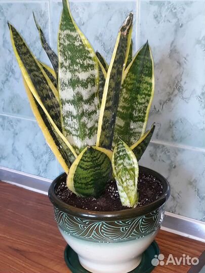 Сансевиерия Хойя