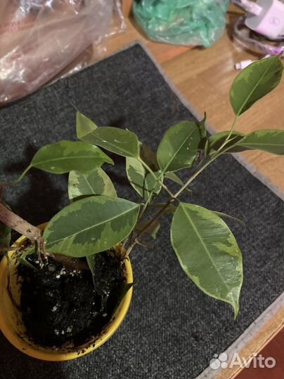 Фикус бенджамина пестролистный