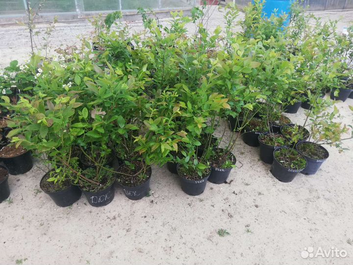 Голубика 3-х летние саженцы