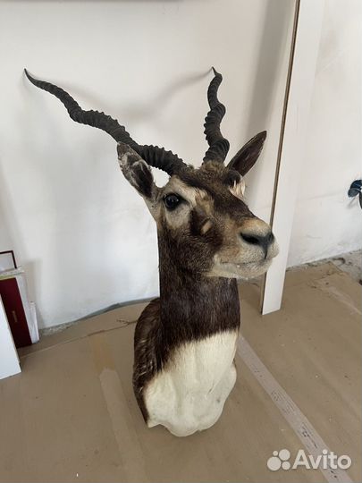 Чучело с дефектами