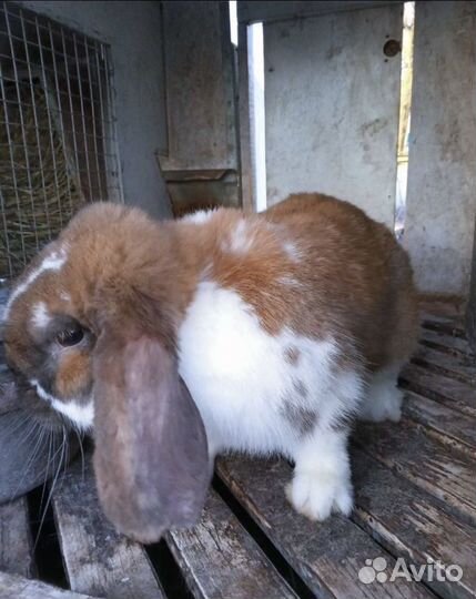 Франзуский баранчики