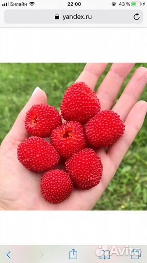 Тибетская малина саженцы