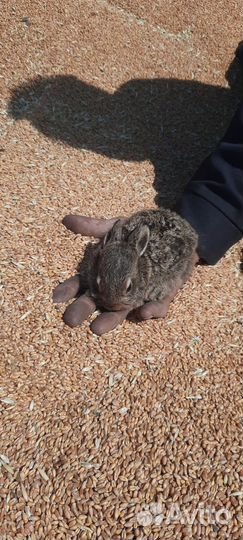 Пшеница,ячмень,овес