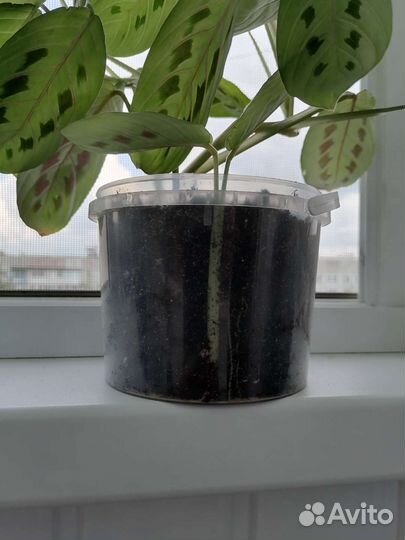 Маранта триколор