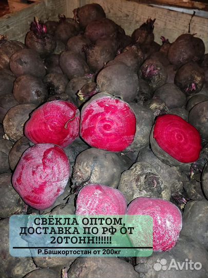 Свекла оптом от 20 тонн