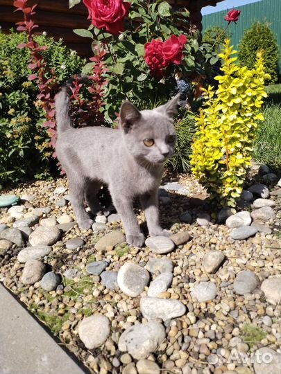 Котик в добрые руки