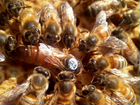Пчеломатки Карника,Бакфаст объявление продам